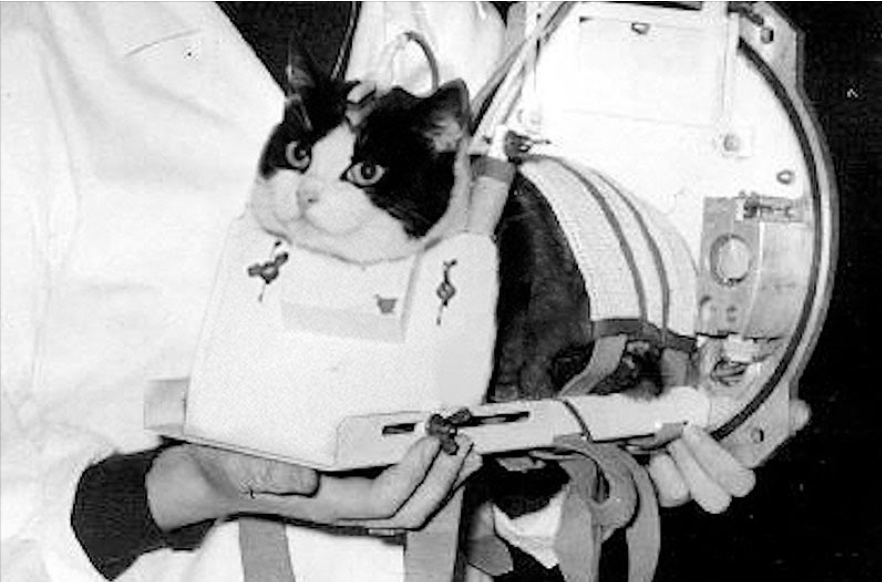 The First Cat in Space: Félicette